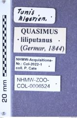 Etikette zu Quasimus (Quasimus) liliputanus (Germar, 1844) (NHMW-ZOO-COL-0006524)